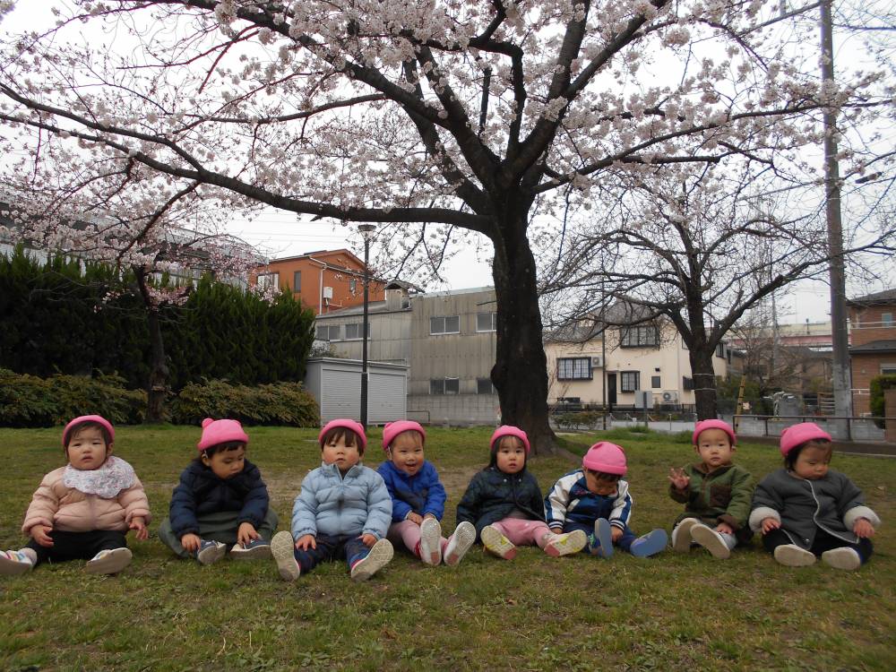 ひよこ組🐣桜の下で集合写真を撮ったよ🌸