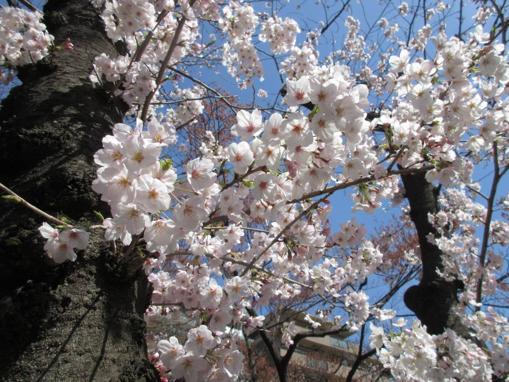 ぱんだ組🐼桜を見に行ったよ🌸