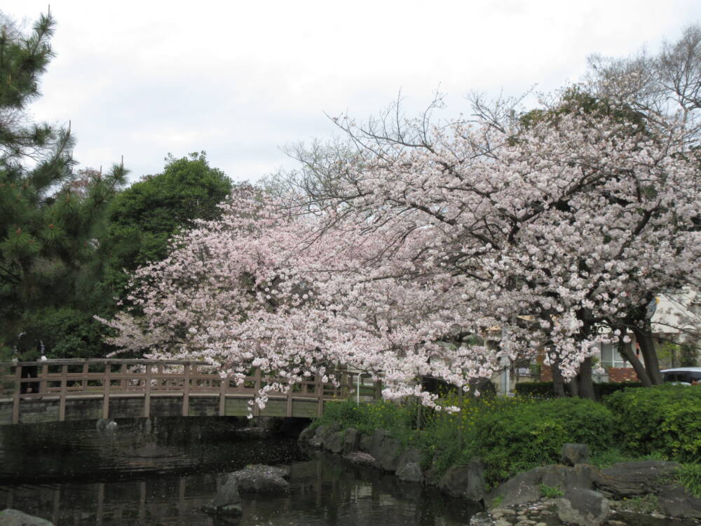 ぞう組🐘桜めぐりにいきました～🌸