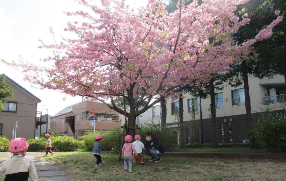 今日のひよこ組🐣桜がきれいだったよ♪
